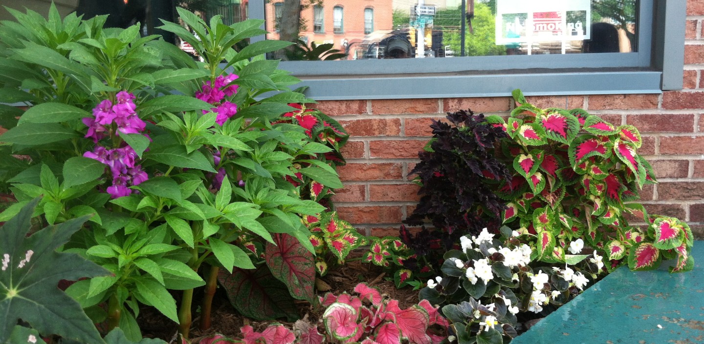 A variety of plants grow in front of a brick wall and large window.