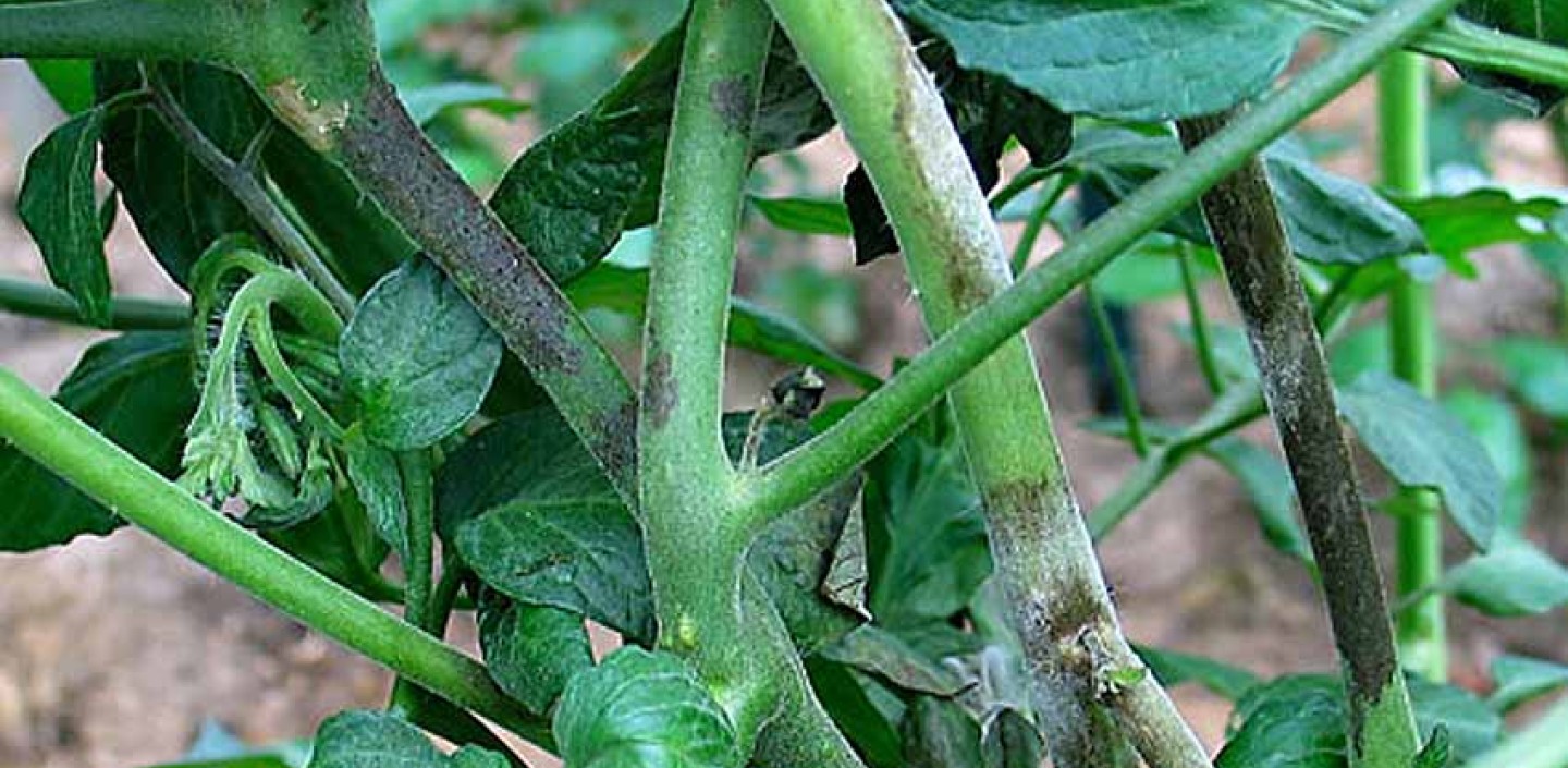 Close view of blight on a tomato stalk