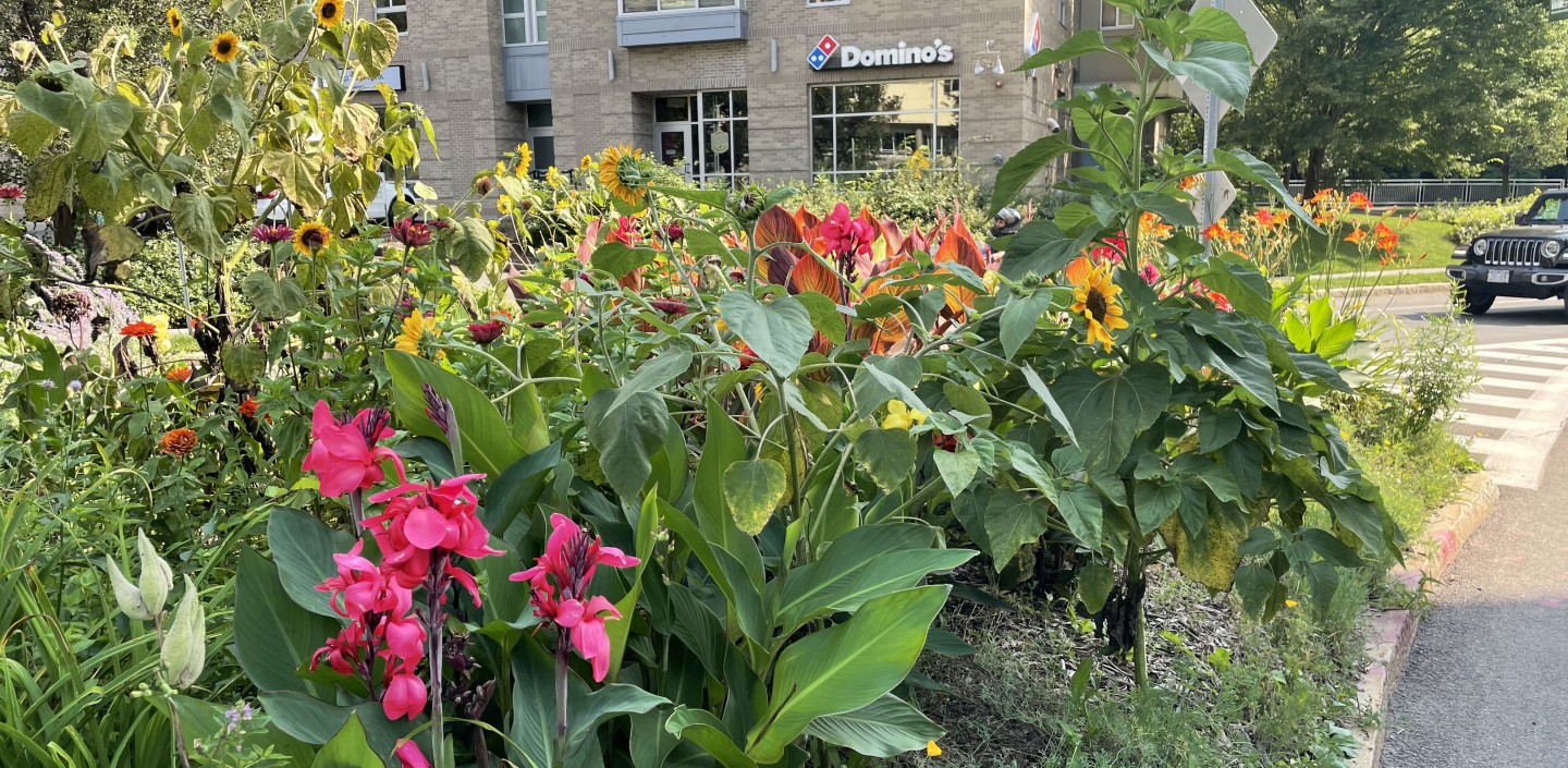 A variety of tall flowering plants with buildings behind.