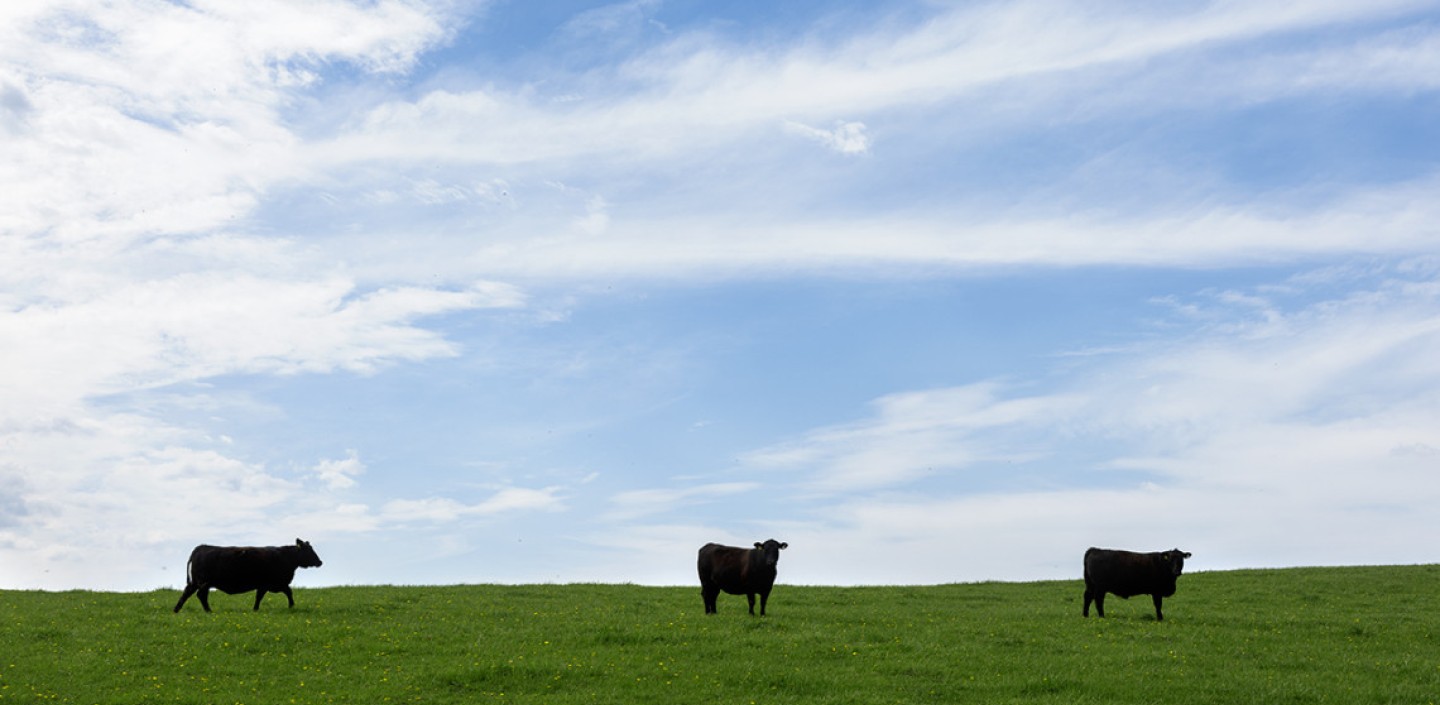 Cattle at Centerdale Farm in Black River, New York.