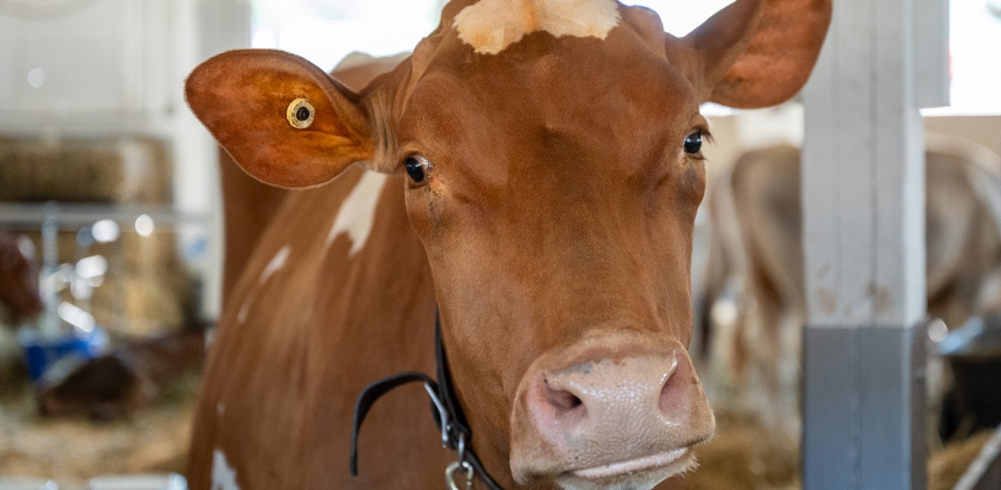 A brown cow in the barn at the county fair.