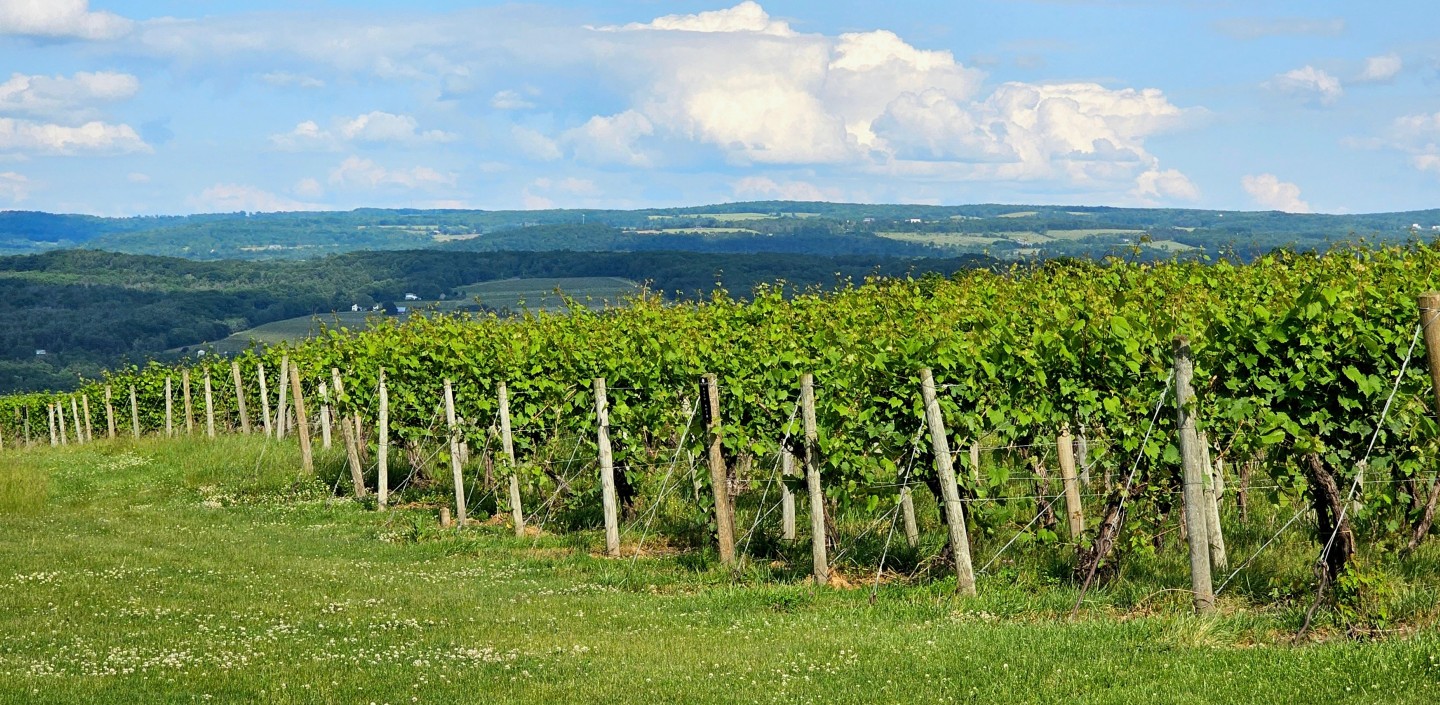 A vineyard in upstate New York.