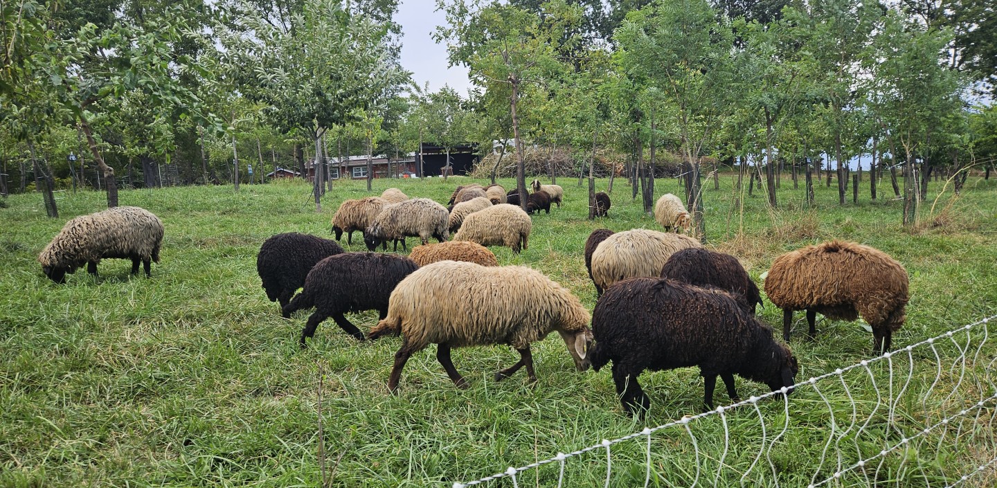 Sheep grazing in a silvopasture field.