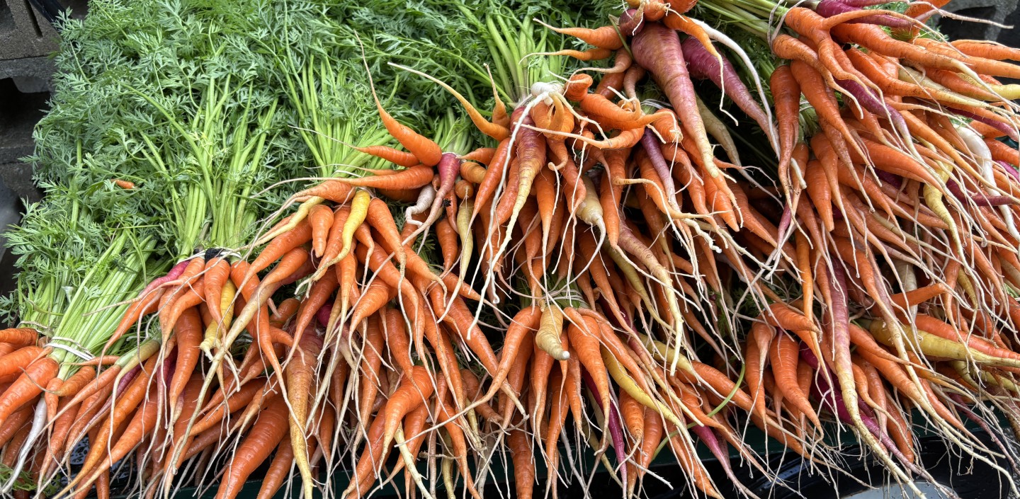 bunch of orange carrots