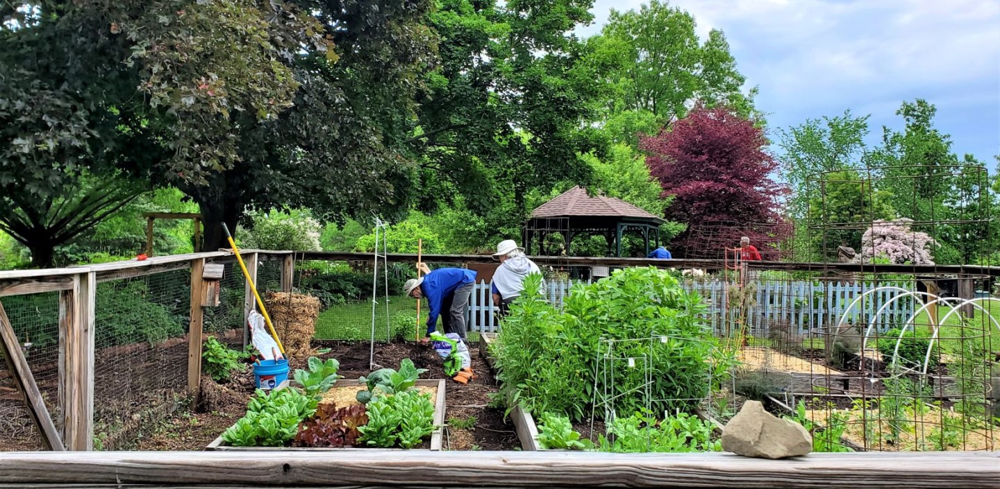 A vegetable garden in Albany County.