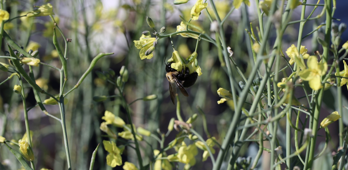 A bumble bee sits on a broccoli plant with yellow flowers.