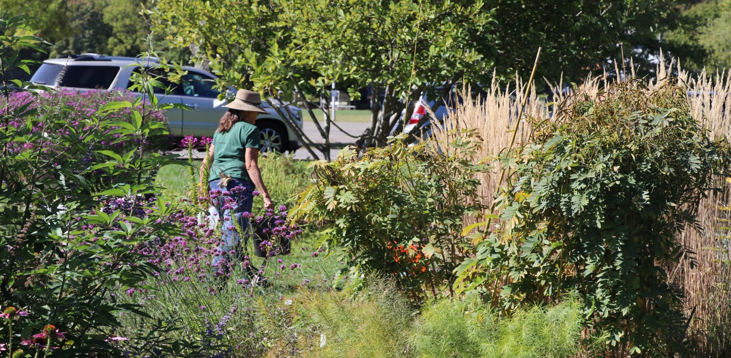 An Ulster County Master Gardener Volunteer working in the Master Gardener Xeriscape Garden at SUNY Ulster.