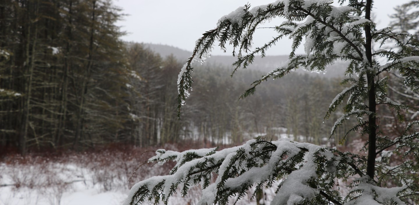 Snow and ice hanging off tree branches at Kenneth L. Wilson Campground.