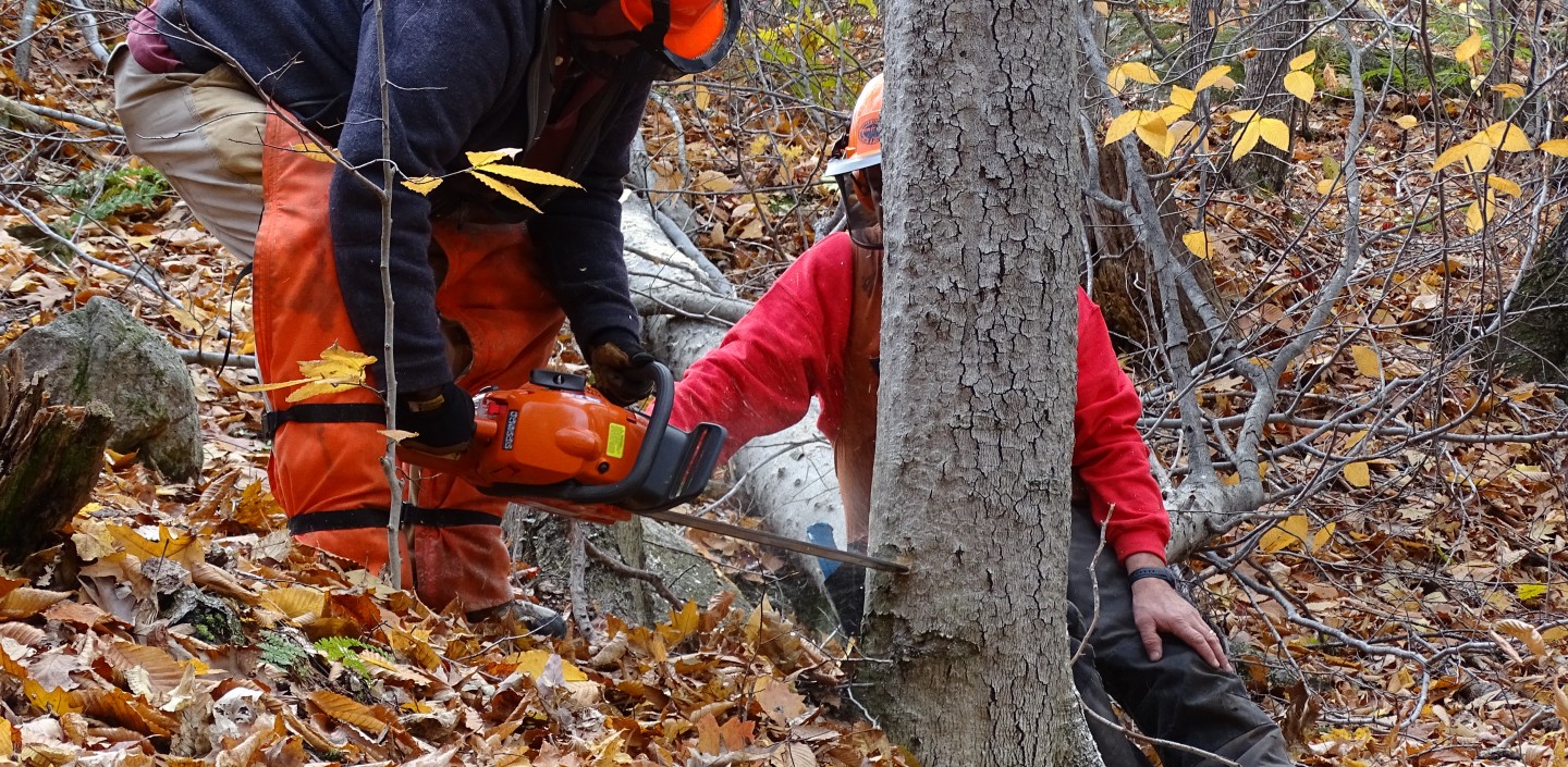 Logger cutting a tree down.
