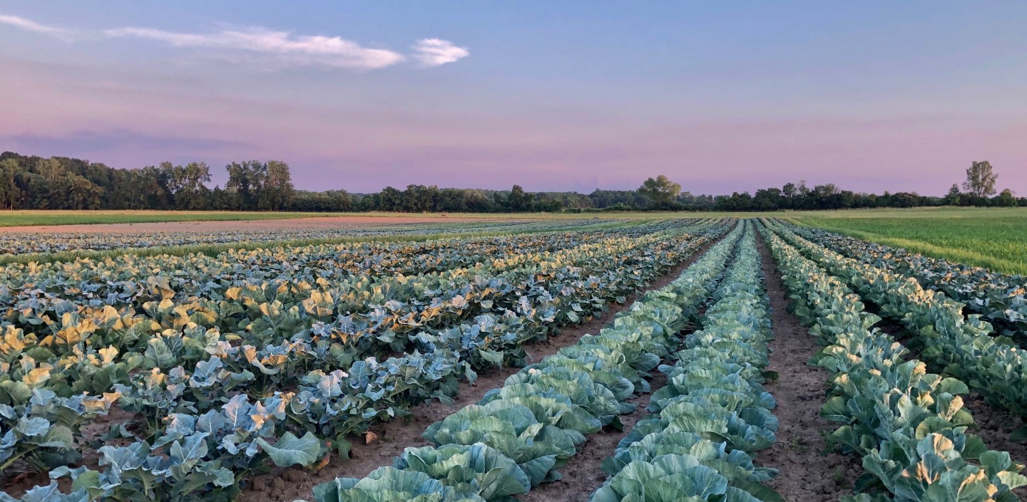 A purple twilight sky over a field of cabbage.