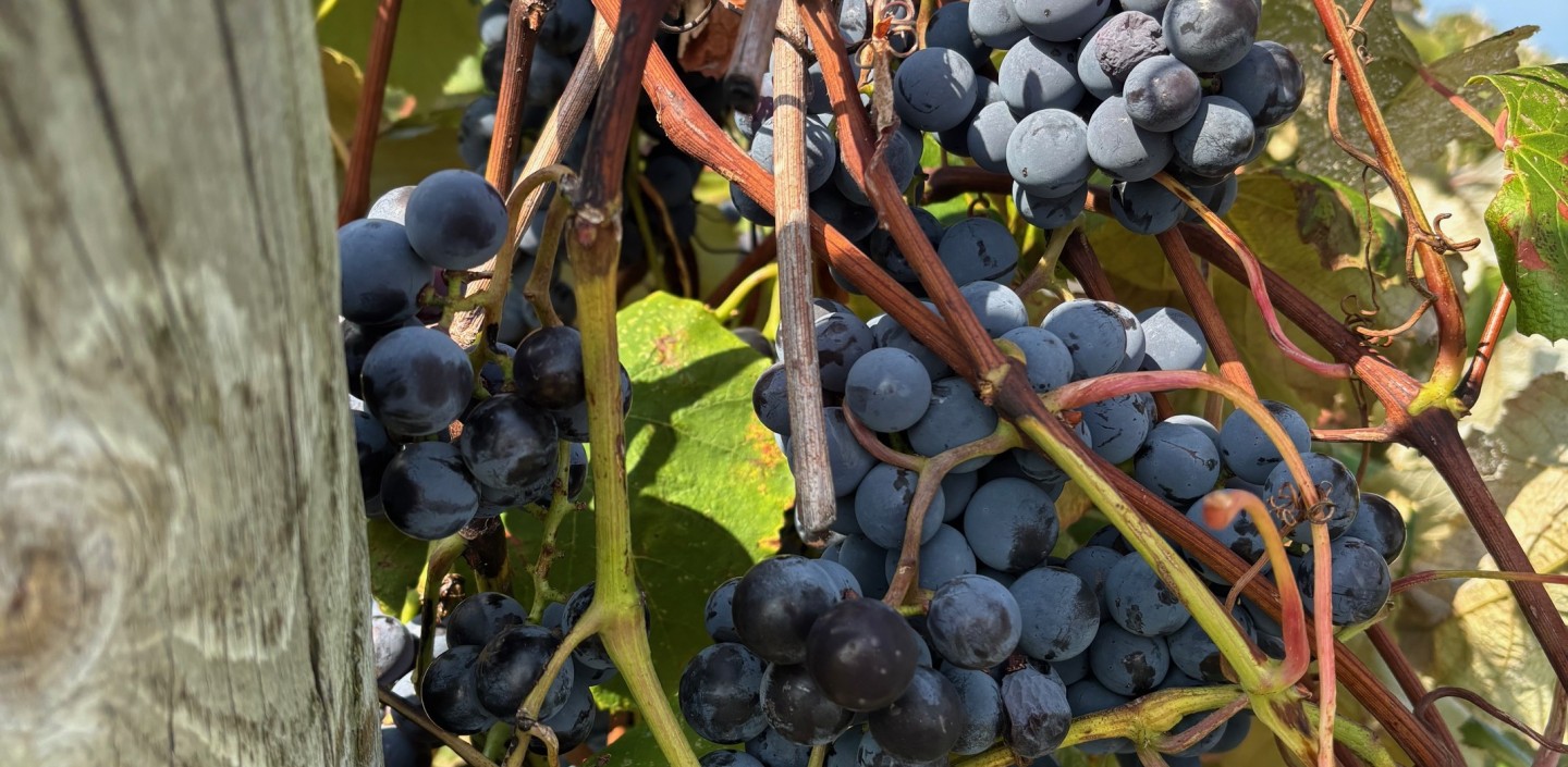 Concord grape bunches