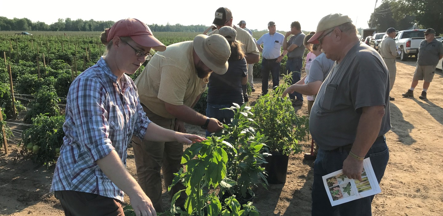 Cornell’s Elizabeth Buck on left with several growers looking at potted specimens of different pigweed species in a row at a summer on-farm twilight meeting.