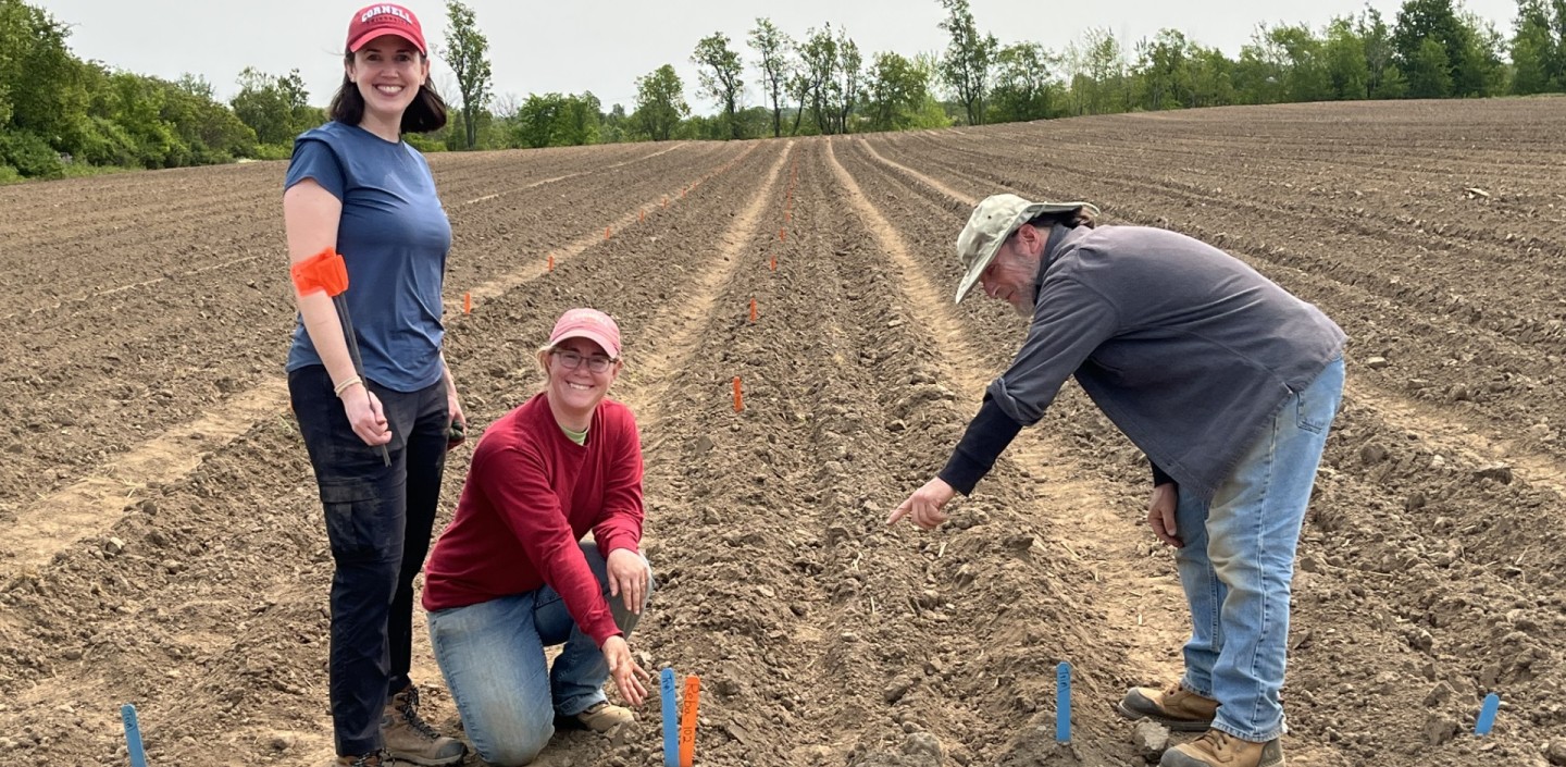 Three people in a freshly planted potato variety trial, marked by blue and orange trial stakes.