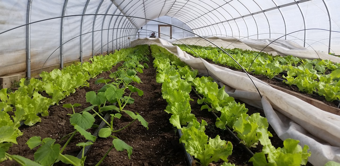 Ground level view of rows of lettuce and zucchini growing within a high tunnel. Row cover has been pulled back, leaving the ribs of the hoops over the crops.