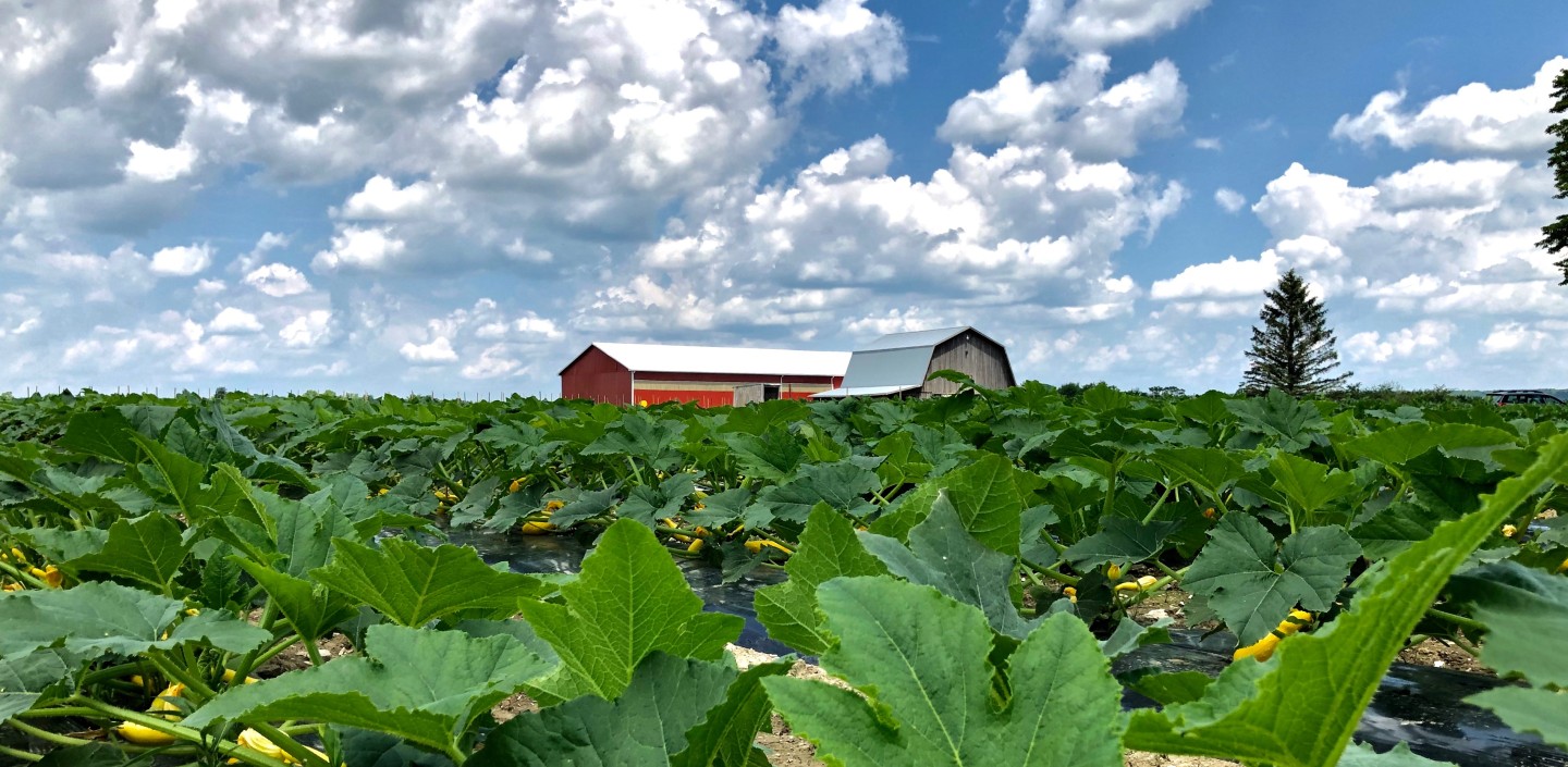 Ground level view of a field of squash extending into the distance below a blue sky with fluffy white clouds. A red barn is in the background.