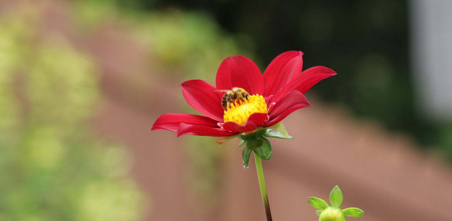 A honeybee on a red flower with a yellow center.