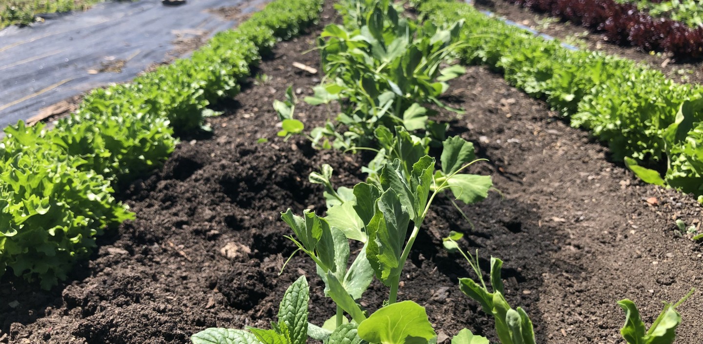 Ground level view looking up a row of peas planted between two rows of lettuce on an urban farm. Rich brown soil can be seen between the crop rows.