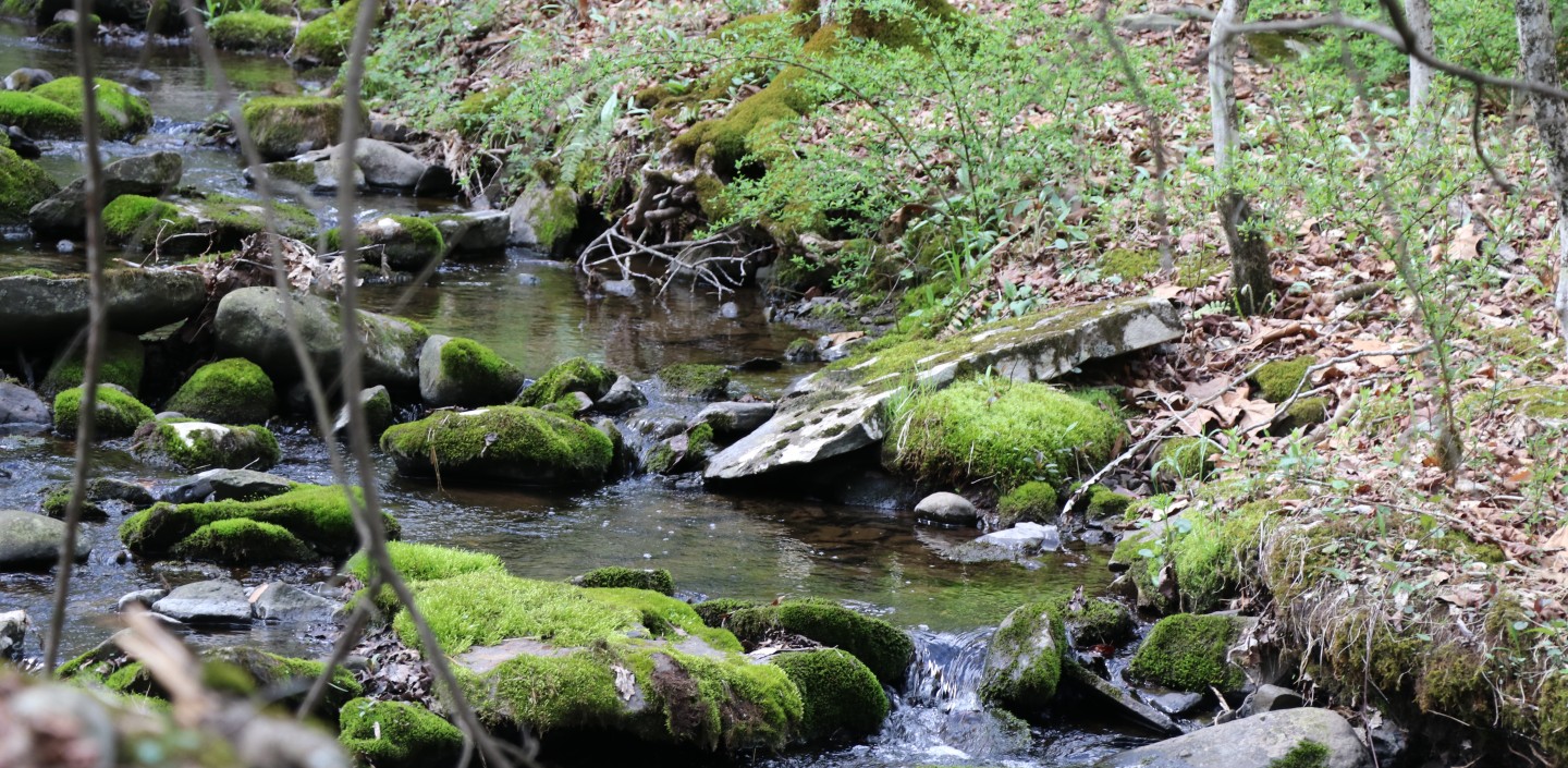 A small stream in the woods with green mossy rocks in it.