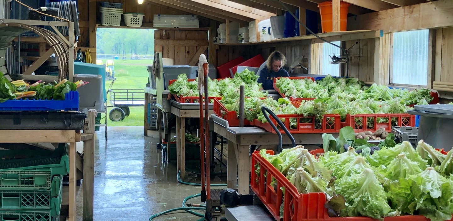 Wash station on a farm featuring easy to wash table surfaces, heads of lettuce upside down in orange plastic crates, and other wash crates stored on shelves rather than on the ground.