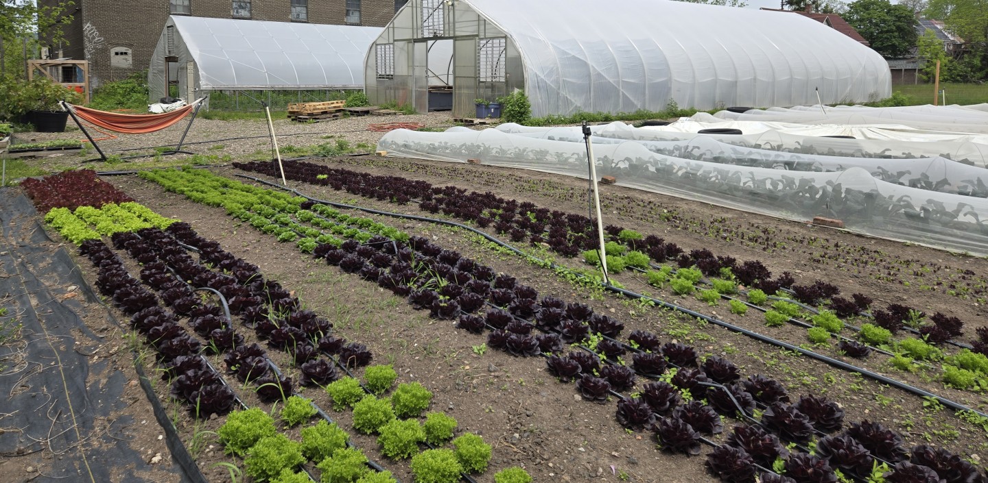 Several rows of lettuce, two greenhouses, and row cover over crops on an urban farm. A brick building is in the background. 