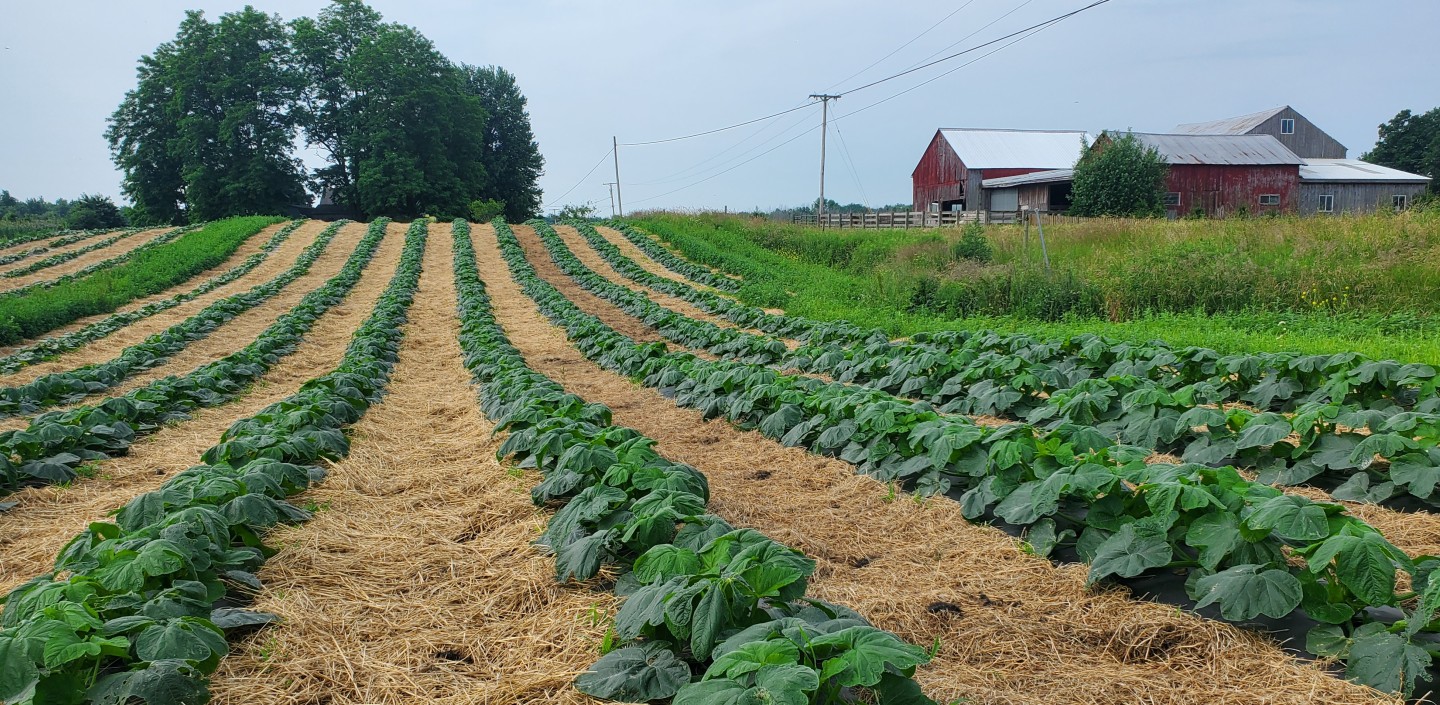 Neat rows of winter squash plants growing in a field with straw mulch between the rows. There is a barn in the distance.