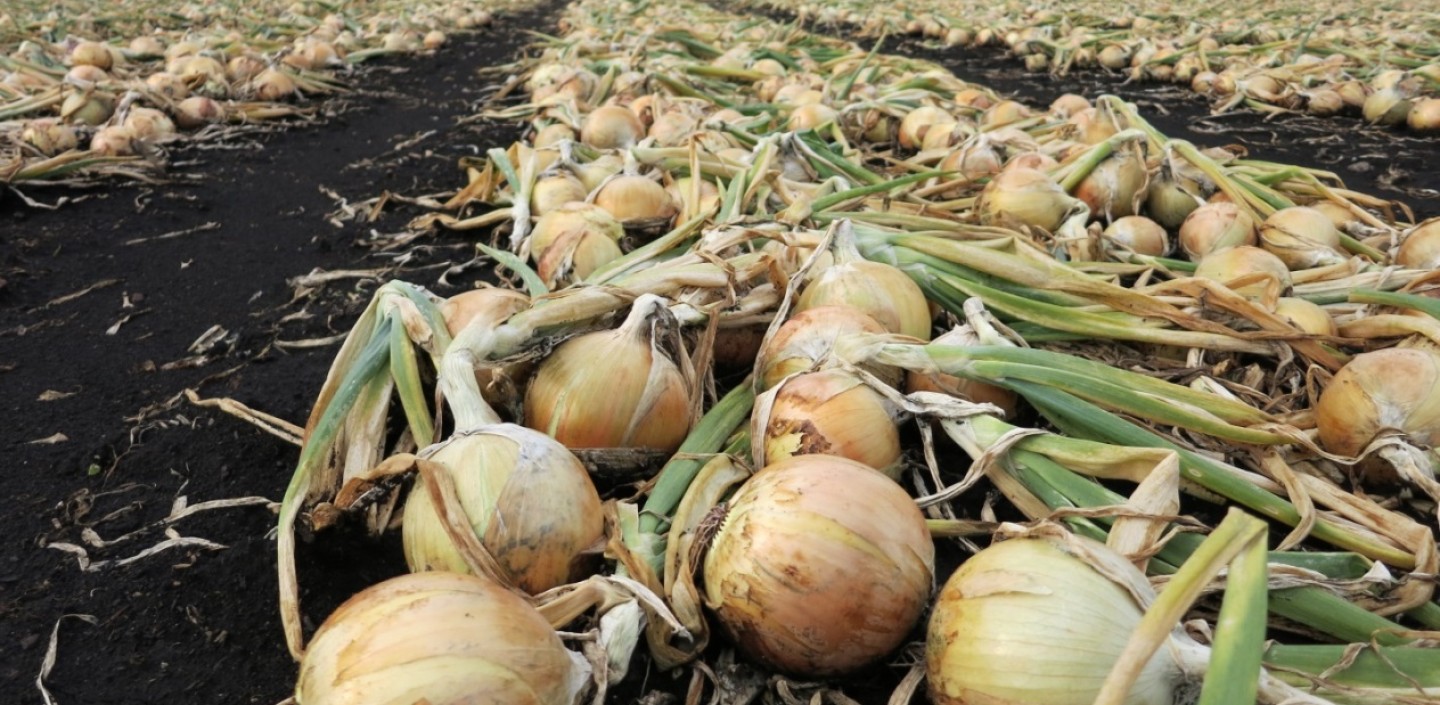 Onions drying in rows on muck soil. Some of the necks are still green. 