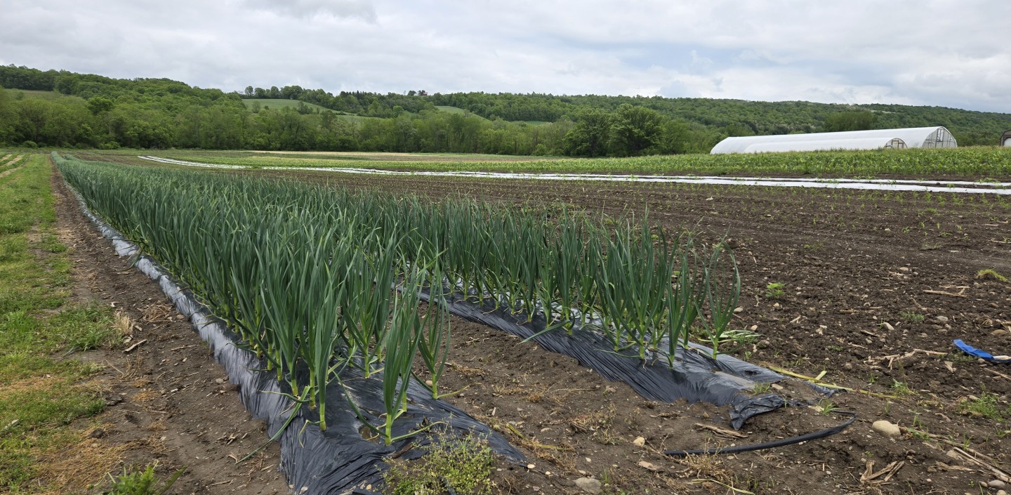Garlic growing on two black plasticulture rows in a field. 