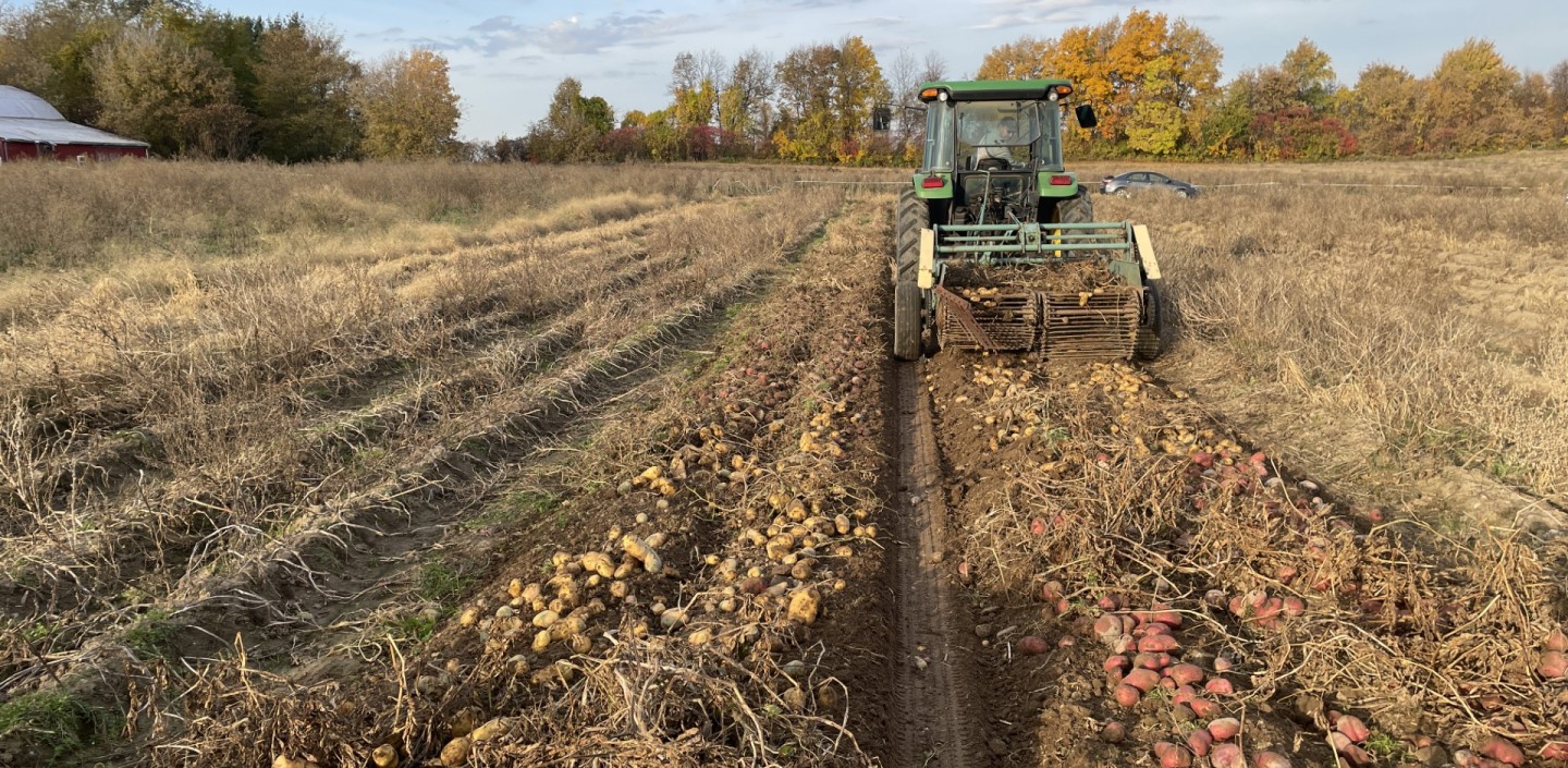 Tractor pulling a potato digger. Red skinned and white skinned potatoes are being brought up to the surface.