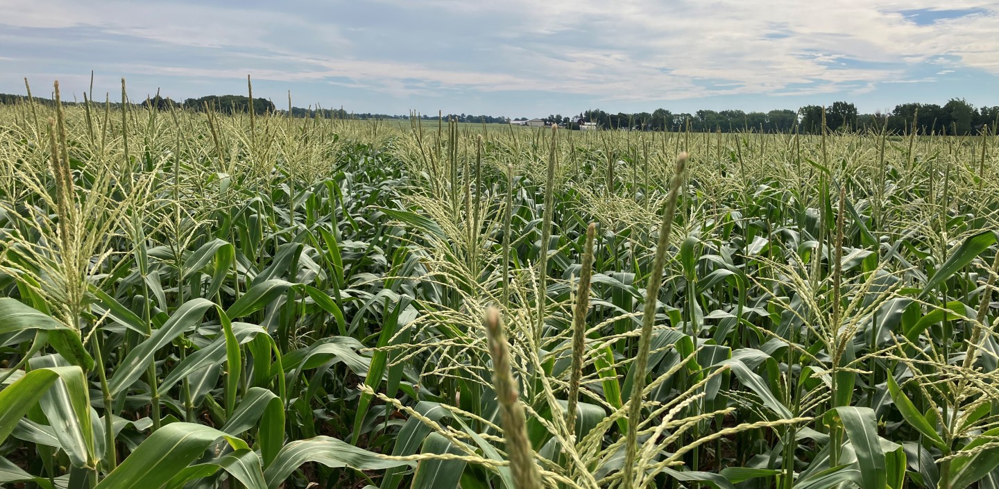 A large field of tasseling sweet corn. 