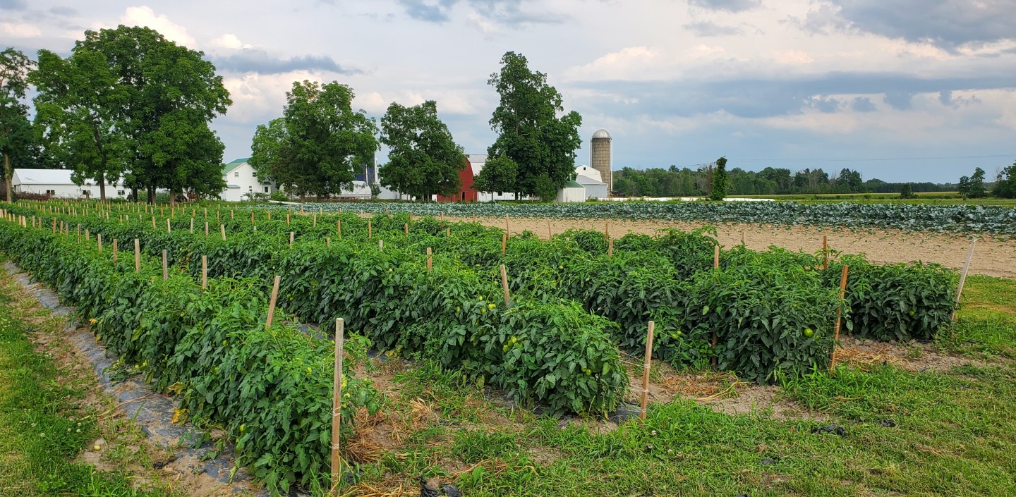 Four rows of field tomatoes with vine crops growing nearby. Farm buildings and a house are in the background against a blue sky.