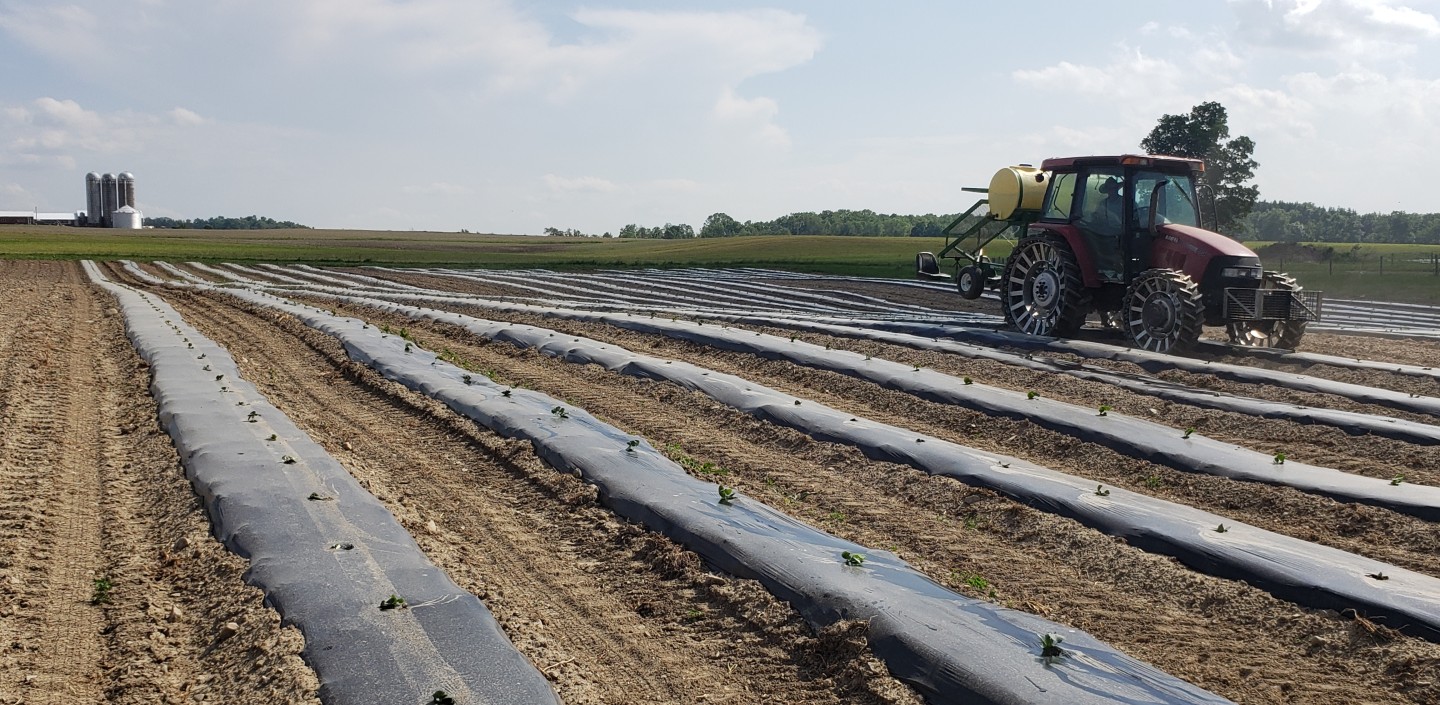 A green tractor planting vegetable transplants into black plastic mulched rows in a field.