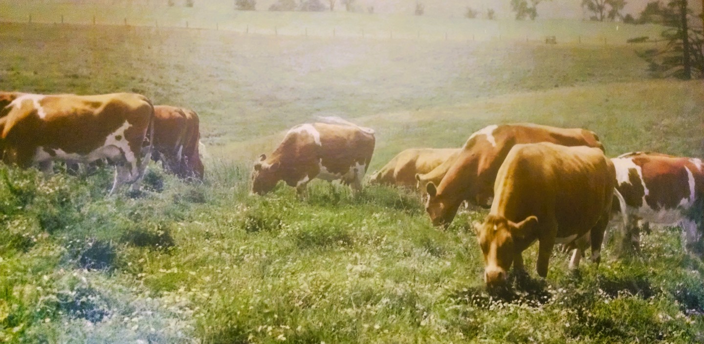 Guernsey cows eating birdsfoot trefoil