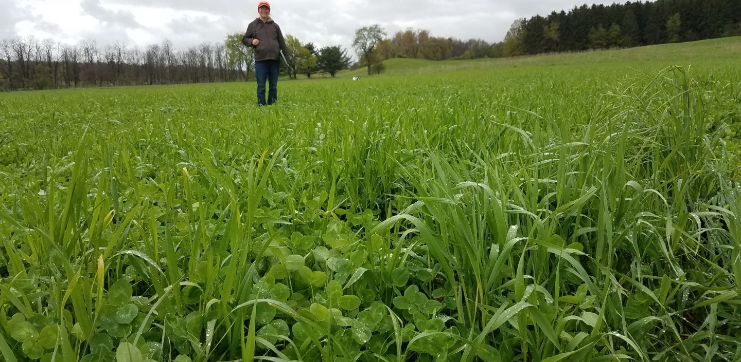 Cover Crop