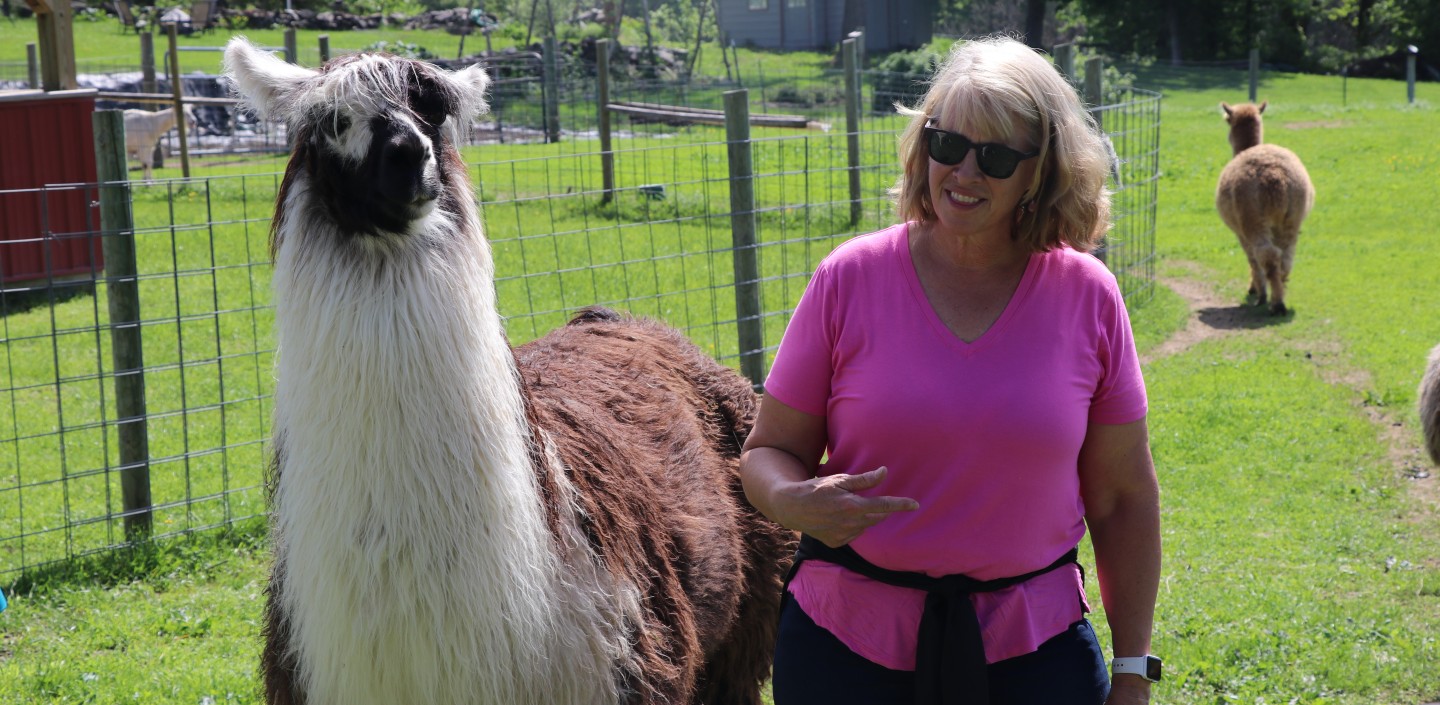Clover Brooke Farm owner, Andrea Parent-Tibbetts, stands with brown and white colored llama