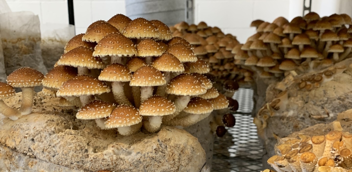 Indoor cultivated mushrooms on a shelf.
