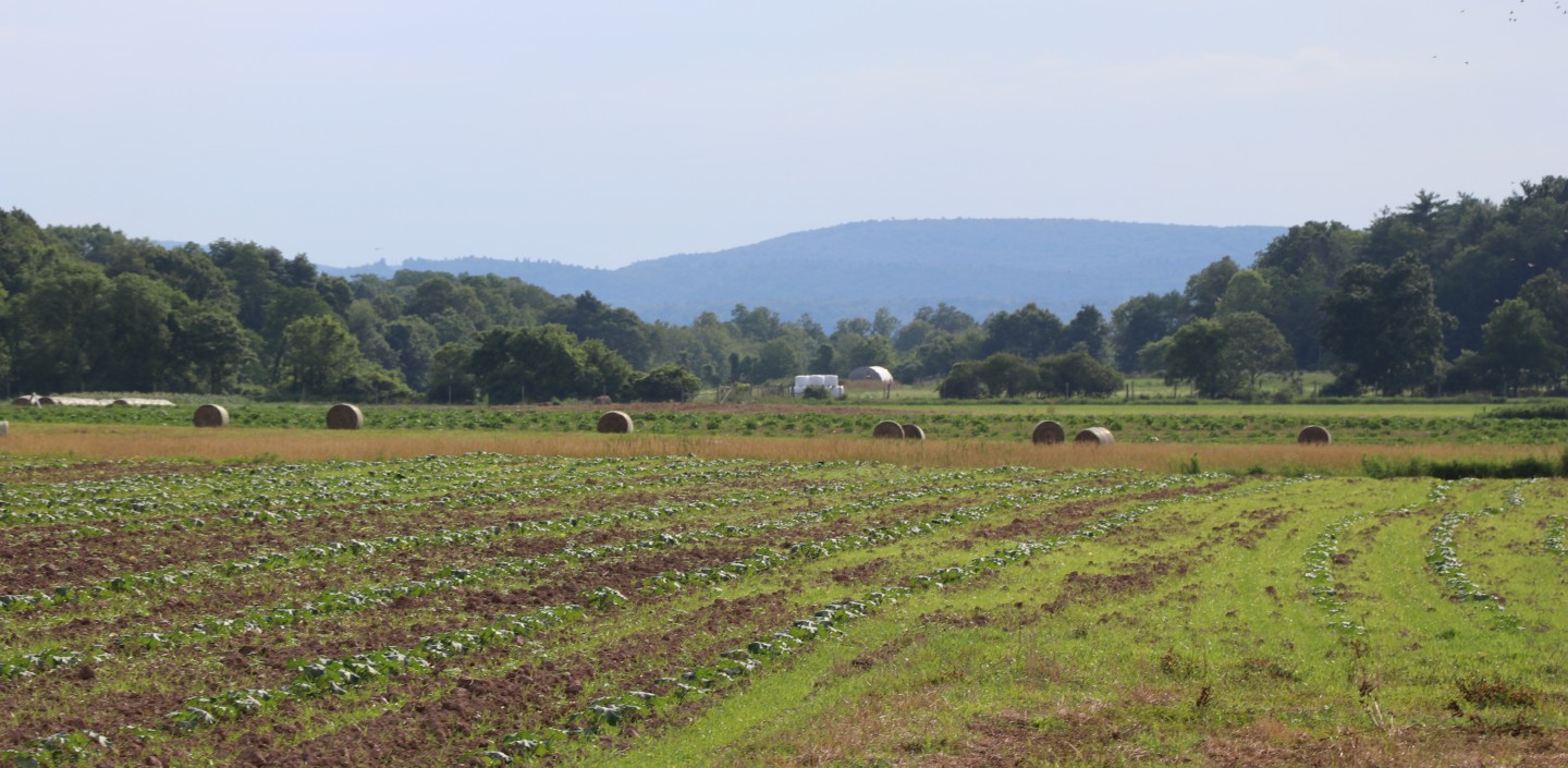 A field with round hay bales and other plants on a sunny summer day.