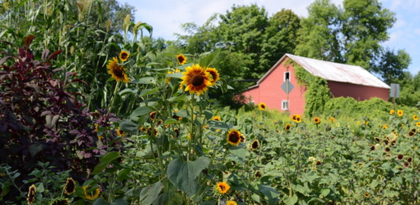 Mossbrook Roots Flower Farm - Keeseville, NY