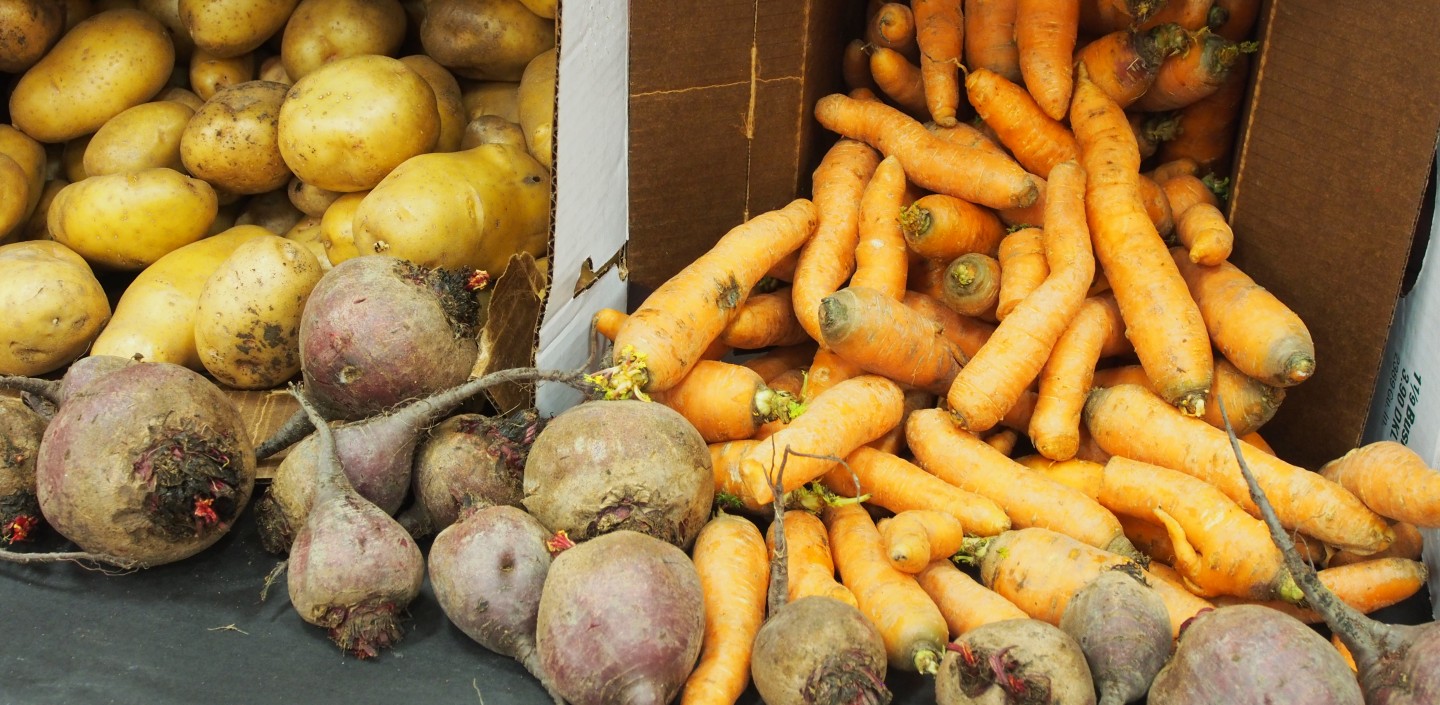 Yellow potatoes, orange carrots, and beets lay on a table.