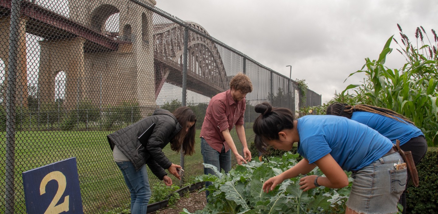 Four people inspecting leaves of cole crops growing in New York City. The urban farm is surrounded by a chain-linked fence and there's a bridge in the background. 
