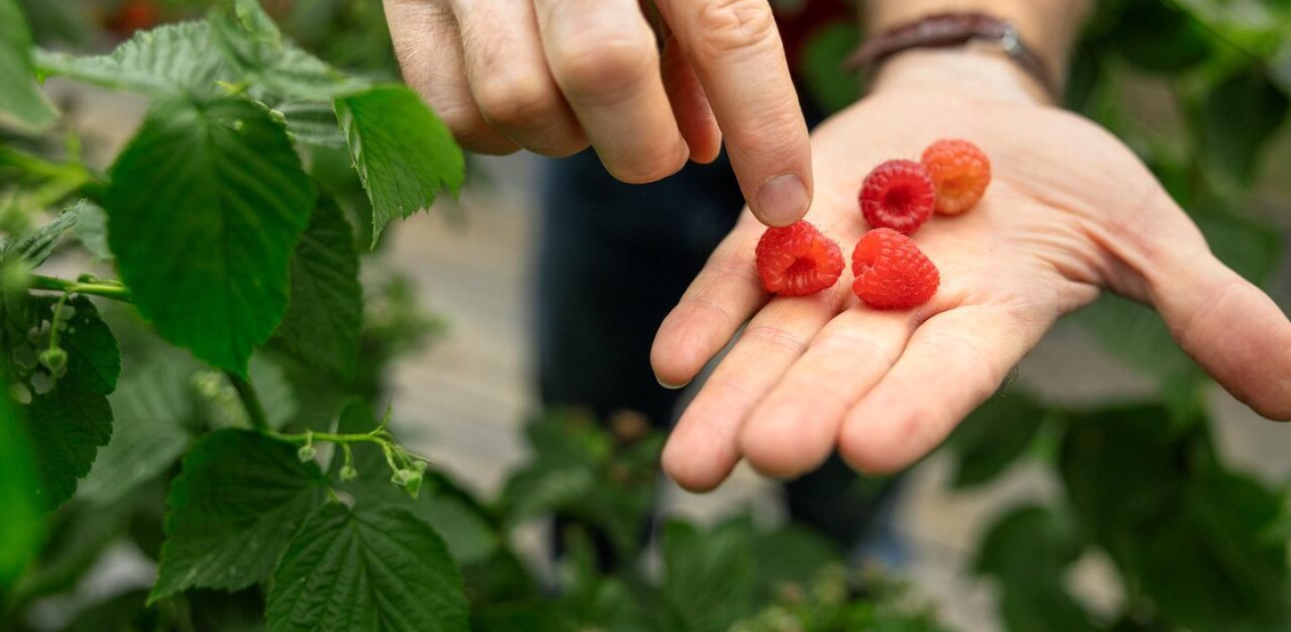 Four red raspberries laying in an open hand. The other hand is pointing to one berry.