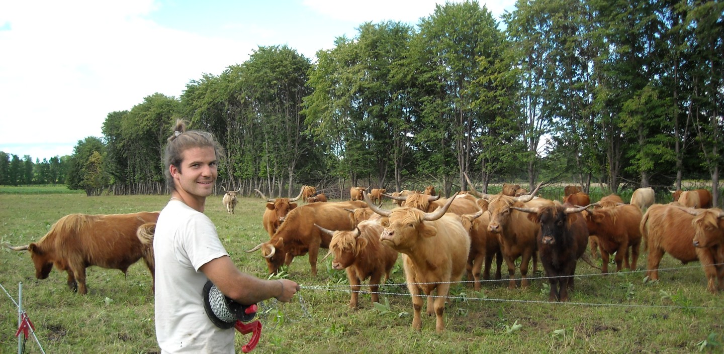 farmer with highland cattle