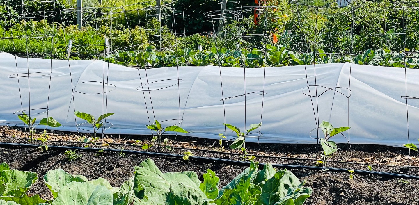 Crops growing on an urban farm. Some are under row cover. Building line the background skyline.