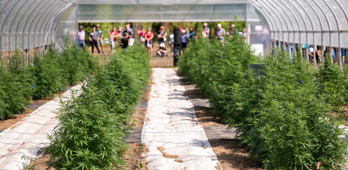 Several rows of hemp plants growing in a high tunnel.