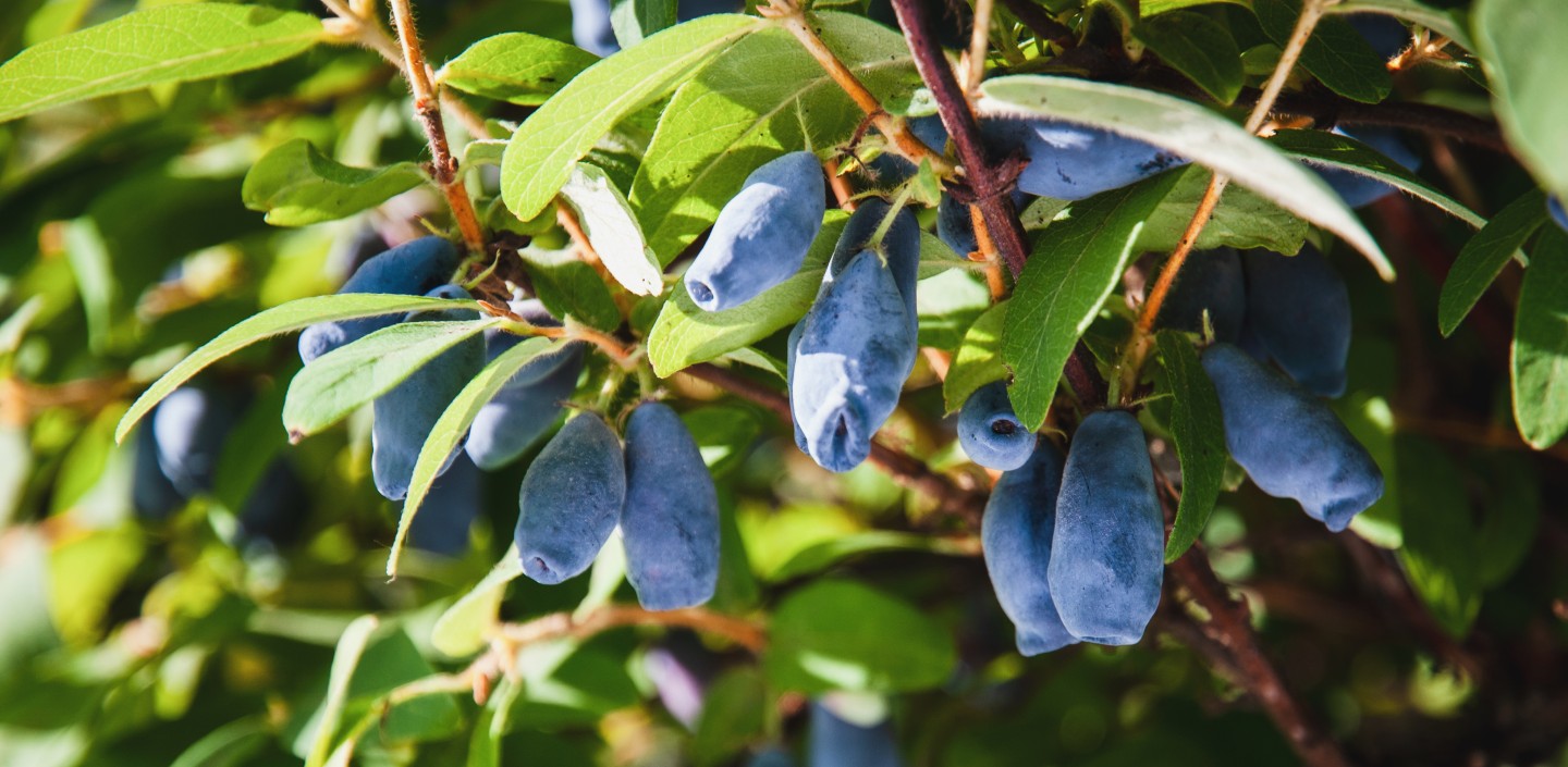 Elongated blue berries on a plant.