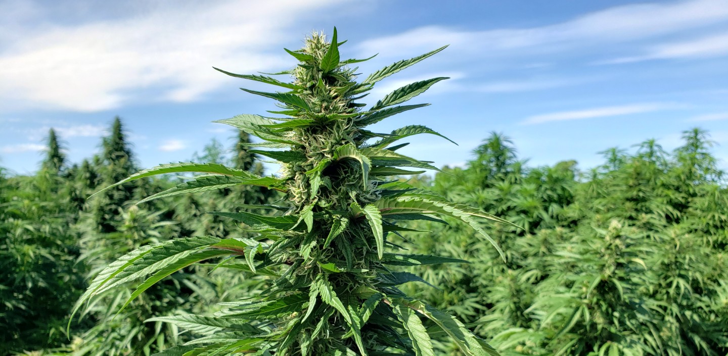 A cannabis sativa plant in focus with a field of plants behind it that are blurry.