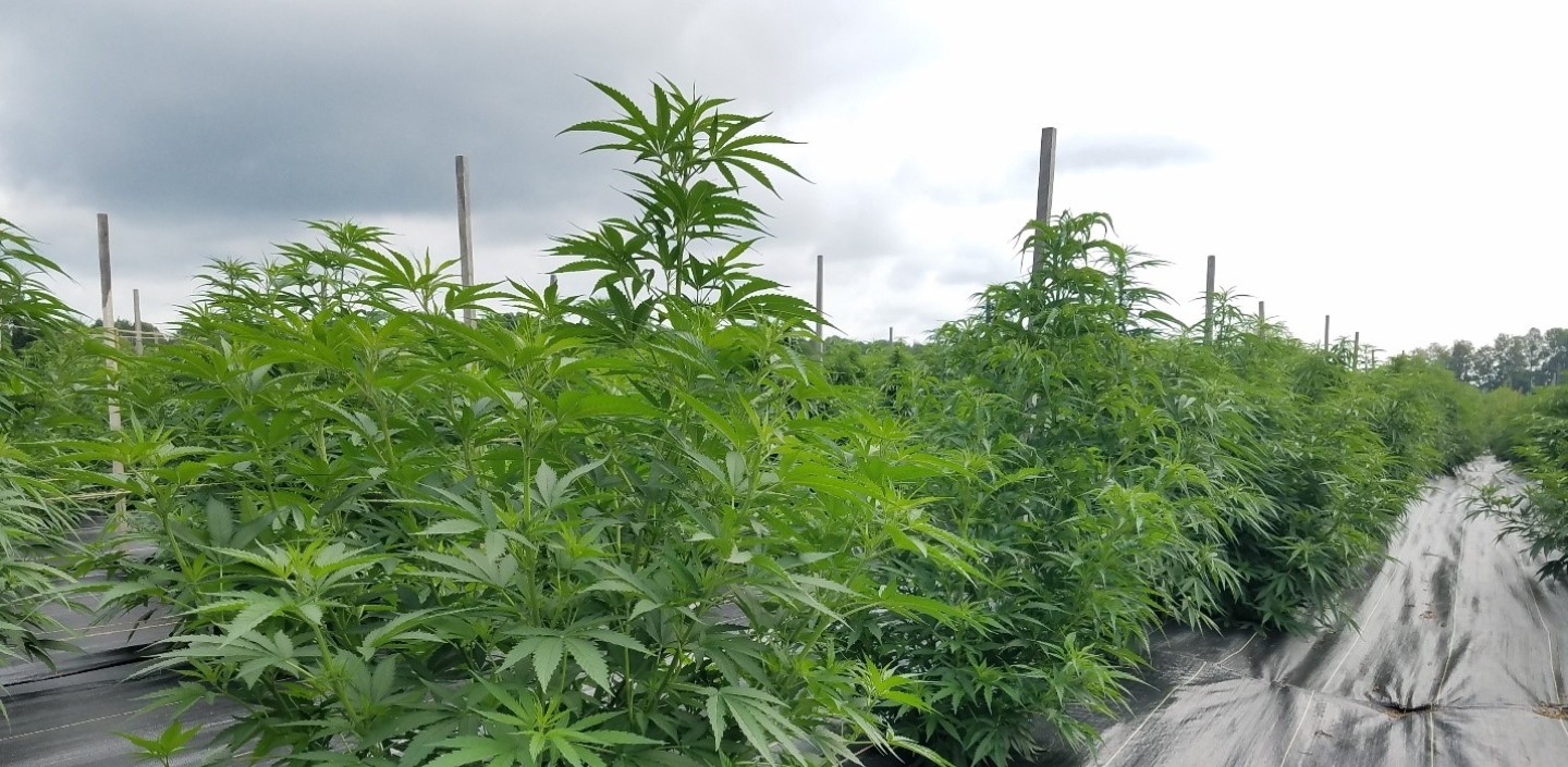Hemp plants growing outdoors on black fabric mulch.