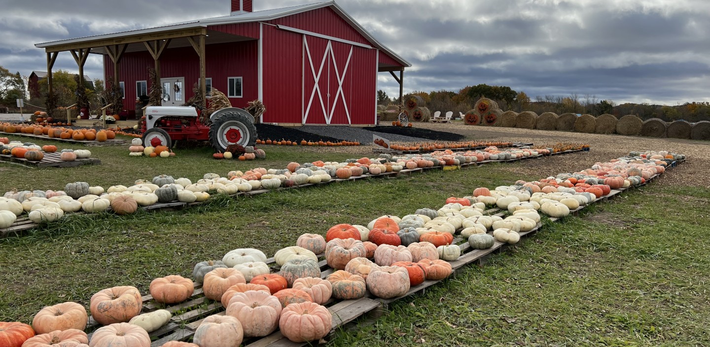 An agritourism farm in the fall with rows of various types of pumpkins for sale.