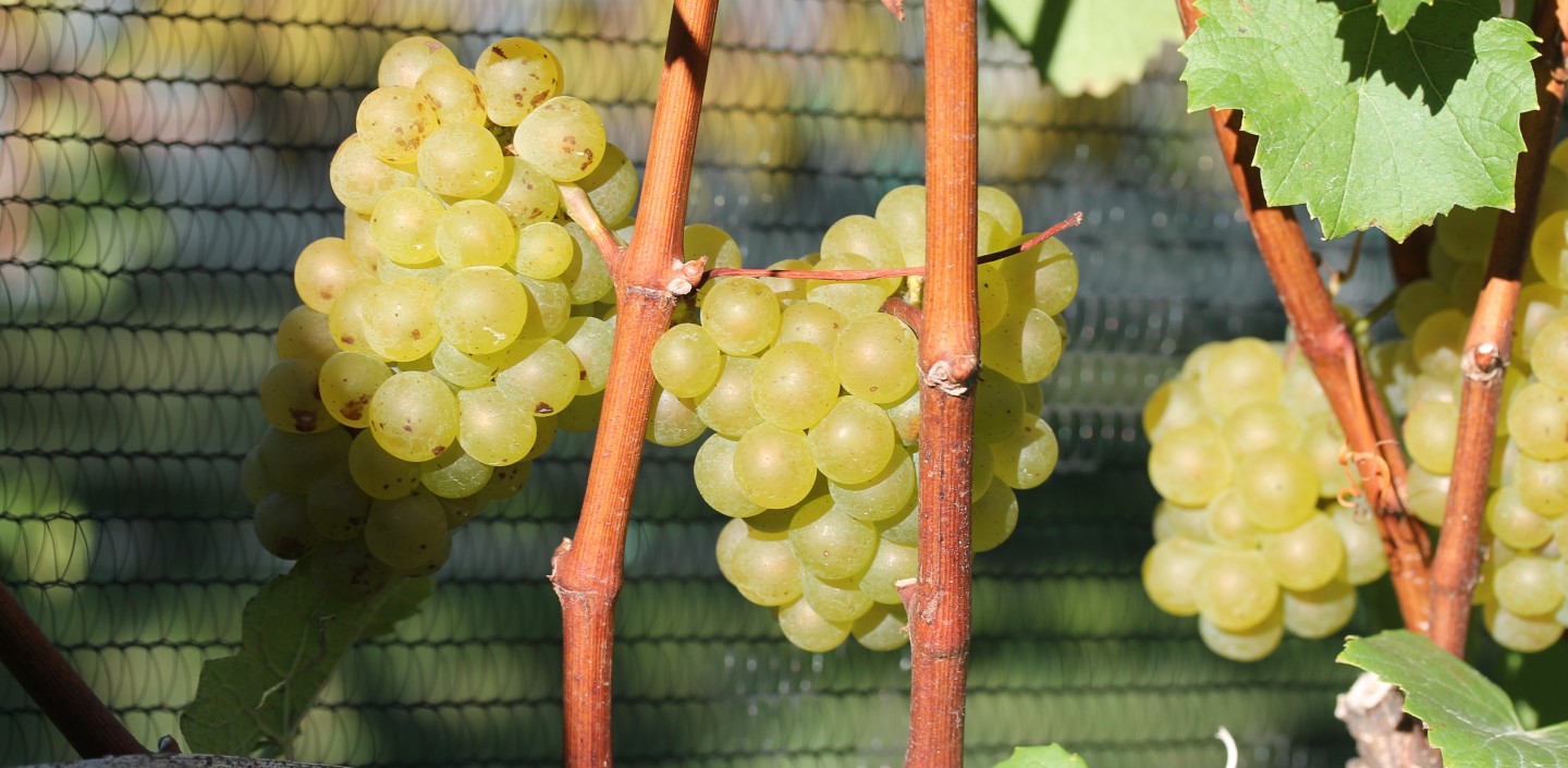 Three Chardonnay grape clusters
