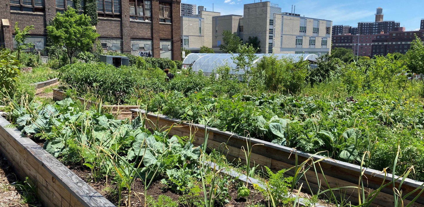 Several rows of raised planting beds on a urban farm. Building line the background.