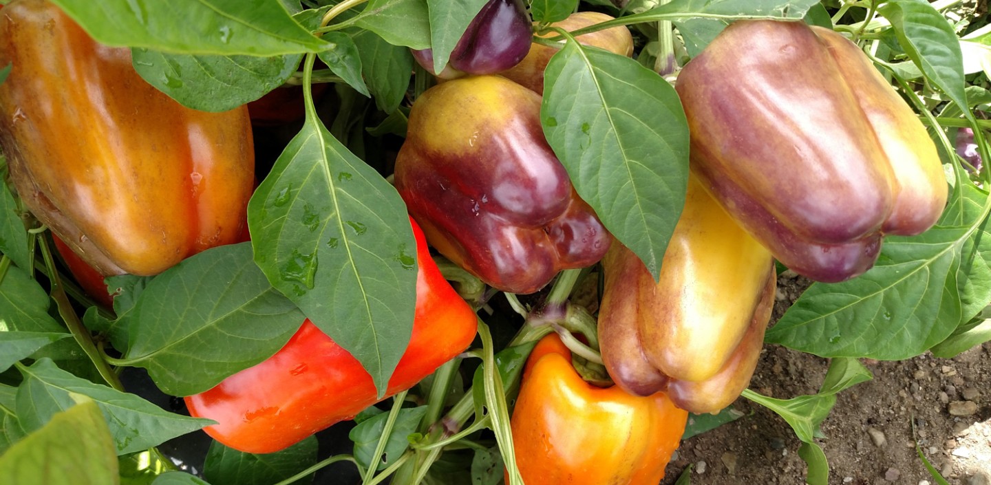 A close-up view of a pepper plant heavily laden with glossy bell peppers in various stages of ripening. The peppers display a striking mix of colors, including solid bright red, yellow-orange, and several with deep purple and brownish mottling over a yellow base. Vibrant green leaves, some speckled with water droplets, surround the clustered fruit, with dry garden soil visible at the bottom right corner.